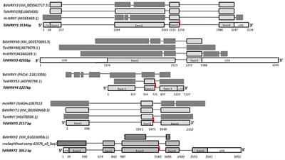 Comparative Analysis of WRKY Genes Potentially Involved in Salt Stress Responses in Triticum turgidum L. ssp. durum